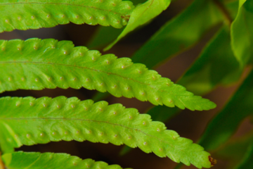 Photograph courtesy of the Plant Sciences Department of a fern leaf.